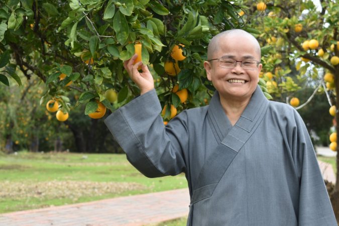 德宸師父看到總會園區的橙子，長的又圓又漂亮，很喜歡。攝影／蔡松谷