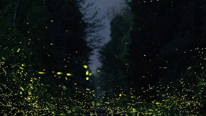 Swarms of Fireflies Emit Twinkling Light
