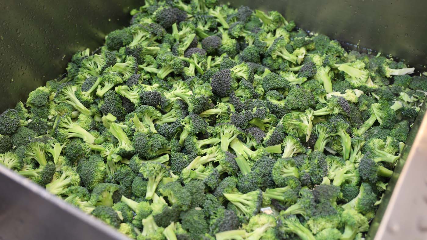 El brócoli se cortó en tamaños adecuados para que los niños lo comieran.