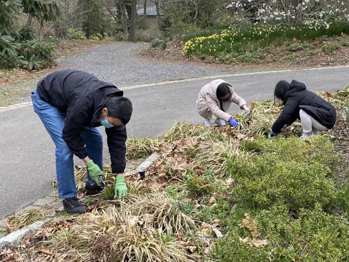 紐約地區慈濟大專青年社團的成員認真地清除花園裡的雜草。圖片來源／慈濟紐約分會