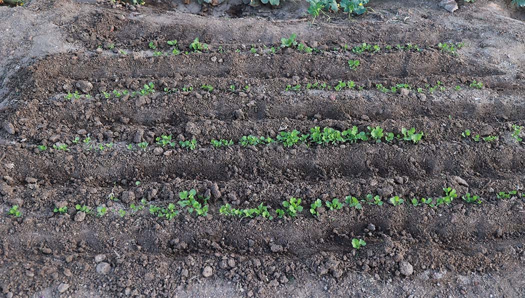 Plant sprouts in Tijuana Campus farming field