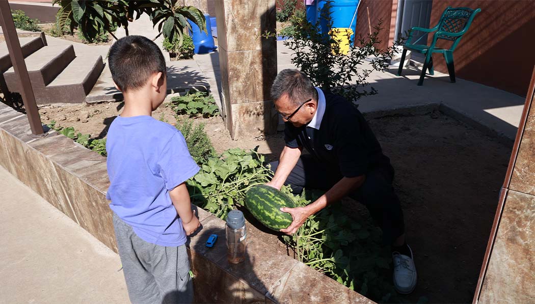 Volunteers picking fresh watermelon