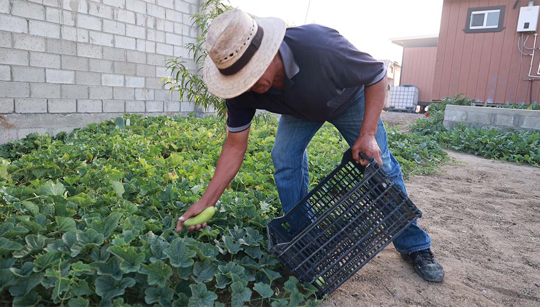Fabian cuida de sus cultivos y revisa que los pepinos esten creciendo adecuadamente. Foto/Shuli Lo