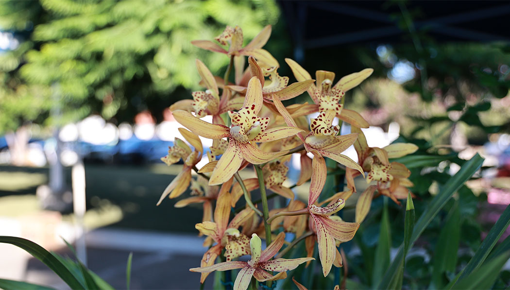 Esta orquídea barco gana el segundo lugar en el concurso de orquídeas de la Biblioteca Huntington. Foto/Shuli Lo