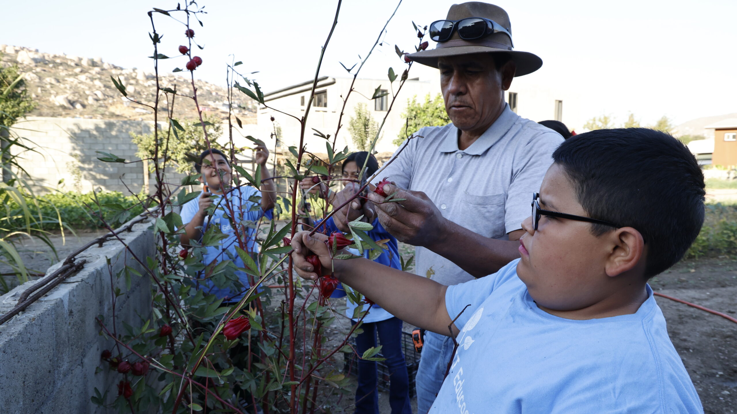 Fabian leads students from the Hope Classroom in harvesting roselle flowers. Photo by Luo Shuli