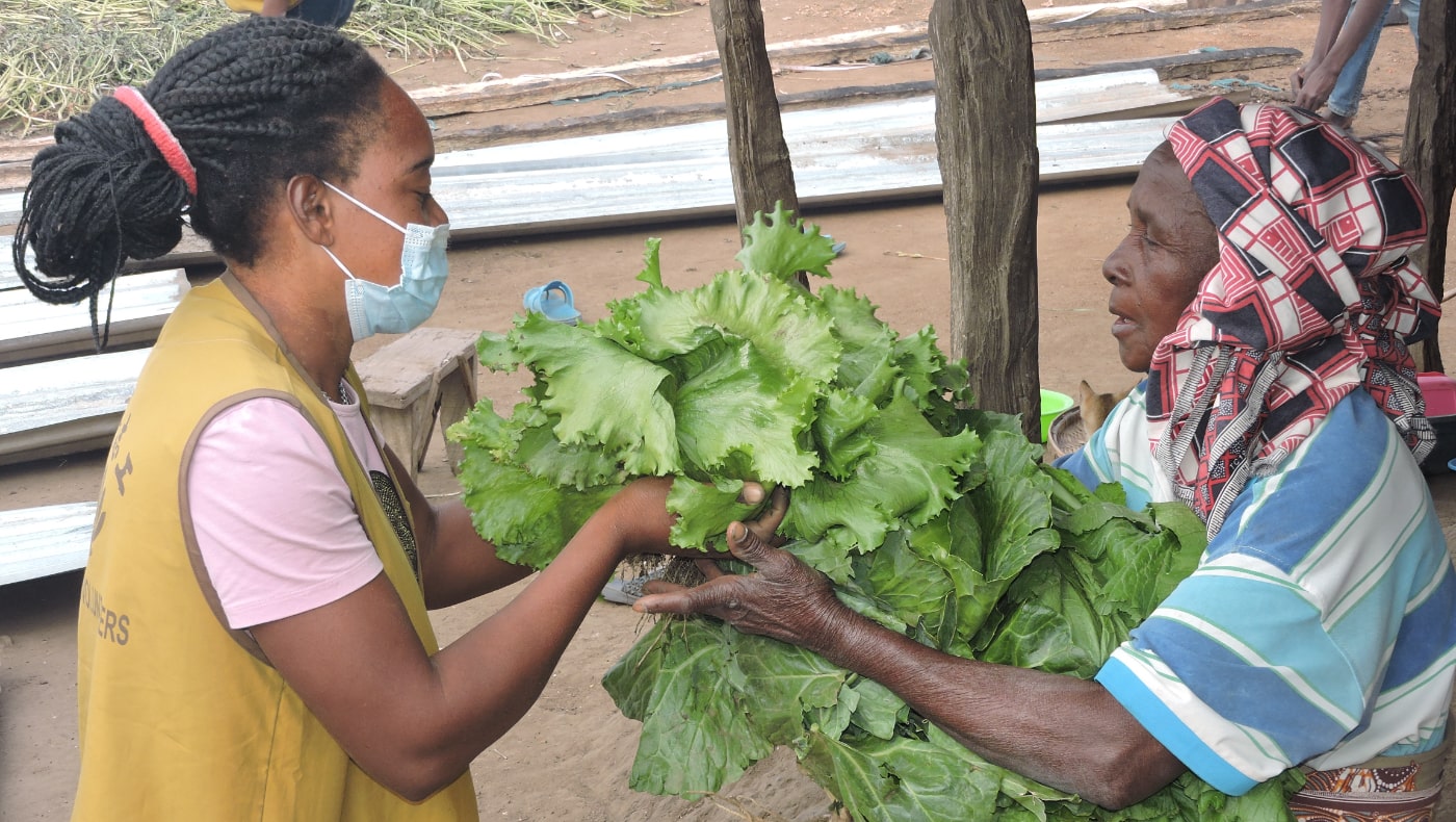 7月7日，慈濟志工在梅圖希拉大愛農場採收作物，並將採收的新鮮蔬菜送到貧戶手中，為貧戶補充營養及健康。圖片來源／莫三比克聯絡點