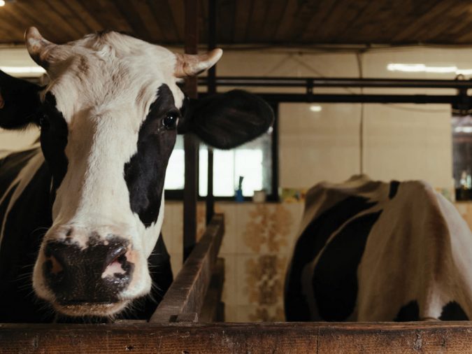 The Cow in the Room: Protecting Animals Protects Us All
