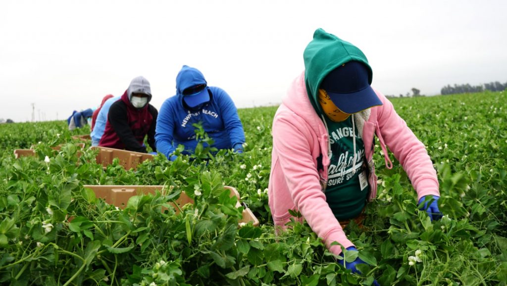 農工家庭是慈濟在中加州行動義診主要服務的對象之一。攝影／廖瓊玉