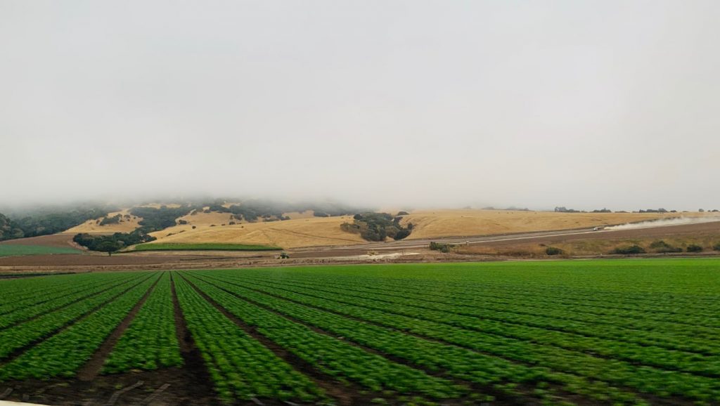 加州中央谷地是美國重要糧倉之一。攝影 / 廖瓊玉