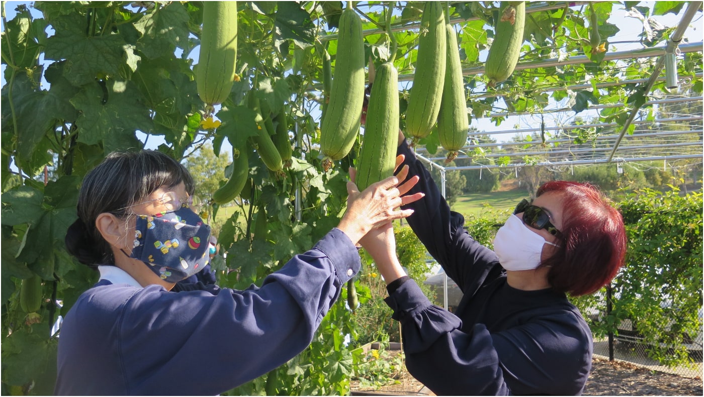 「生命科學農場」有機栽種的絲瓜大豐收。攝影／杜賓
