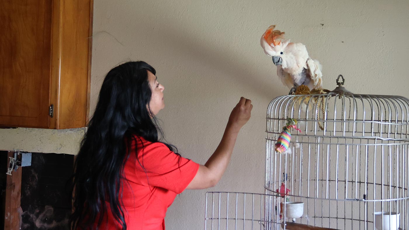 Fabi Cervantes tries to console her mother’s pet cockatoo, who still exhibits signs of distress since the flooding. Photo/Kitty Lu
