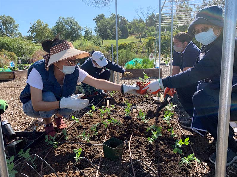 Tzu Chi volunteers planting together