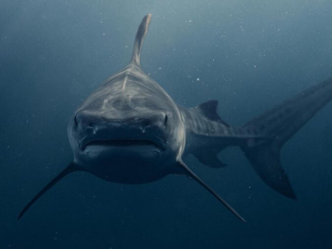 一盅魚翅的「體面」，一整片海藍的「代價」
